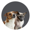 PetGuide® cats + dogs / gut health - Image 2